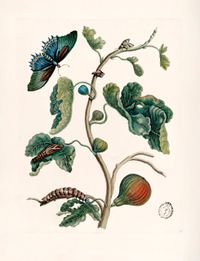 Maria_Sibylla_MarianEllas_ilustran_botanica41-scaled